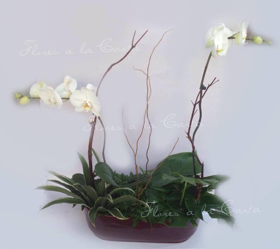 Orquidea VIP AC 04