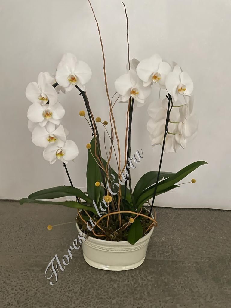 Orquídea VIP 14