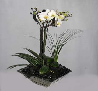 Orchid Memorial