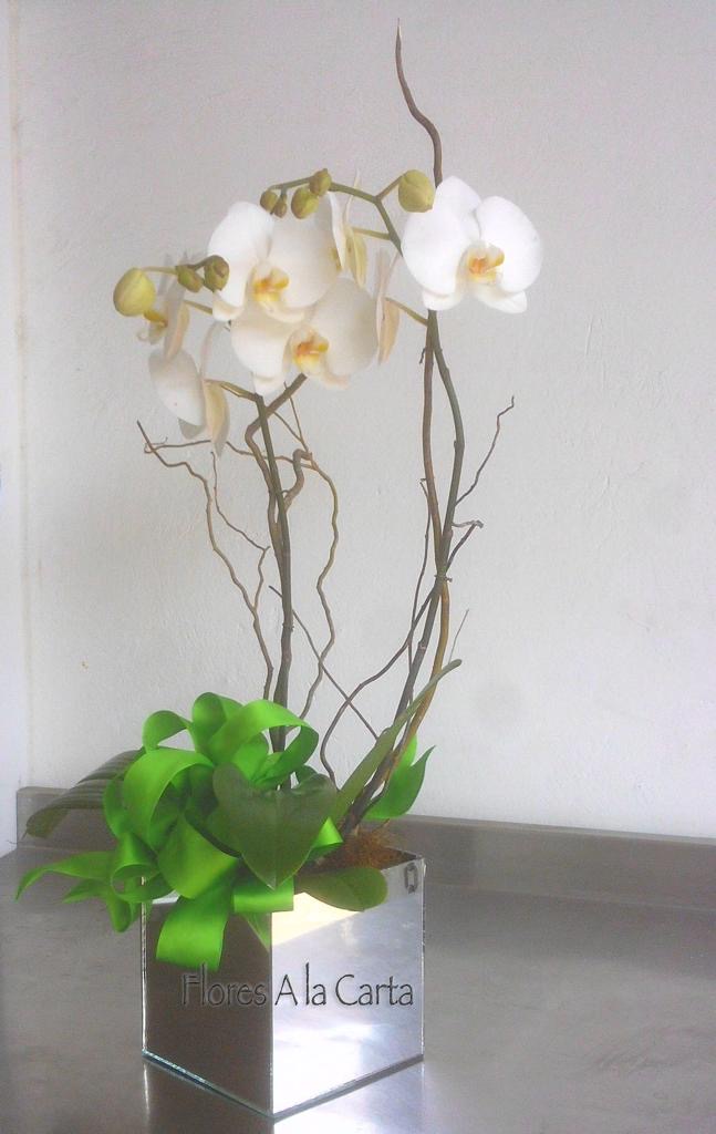 Orquídea San Fernando