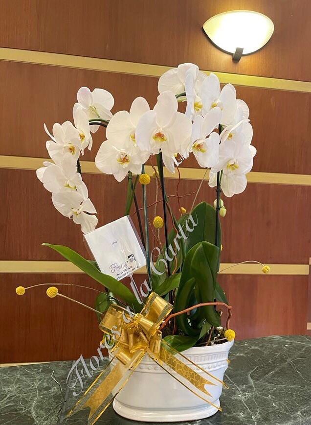 Orquídea VIP 09